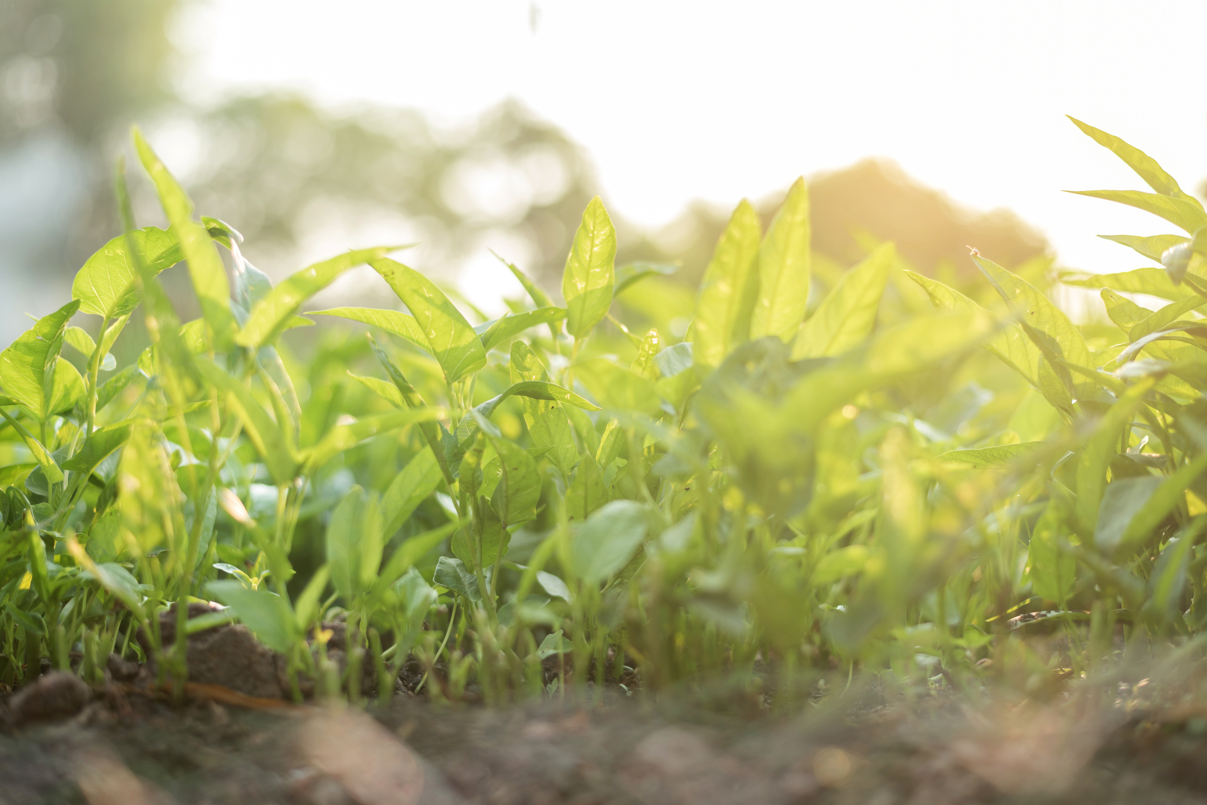 Close up of green leaf view of nature in organic vegetable farm with sunlight. Natural green plants landscape